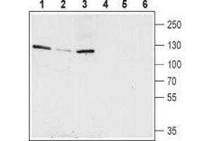 Western blot analysis of rat hippocampus (lanes 1 and 4), mouse brain (lanes 2 and 5) and rat brain (lanes 3 and 6) lysates: - 1-3. (KCNQ5 anticorps  (C-Term, Intracellular))