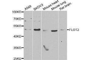 Western blot analysis of extracts of various cell lines, using FLOT2 antibody. (Flotillin 2 anticorps)