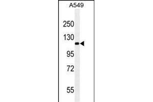 RET ABIN659065 western blot analysis in A549 cell line lysates (35 μg/lane). (Ret Proto-Oncogene anticorps)