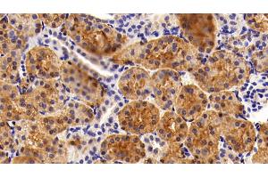 Detection of GAL3 in Porcine Kidney Tissue using Polyclonal Antibody to Galectin 3 (GAL3)