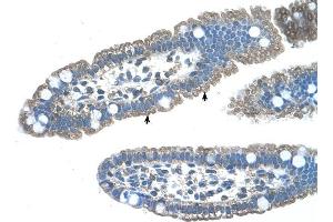 EDG8 antibody was used for immunohistochemistry at a concentration of 4-8 ug/ml to stain Epithelial cells of intestinal villus (arrows) in Human Intestine. (S1PR5 anticorps  (N-Term))