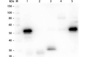 Western Blot of Anti-Rabbit IgG (H&L) (CHICKEN) Antibody . (Poulet anti-Lapin IgG (Heavy & Light Chain) Anticorps (FITC) - Preadsorbed)