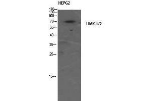 Western Blotting (WB) image for anti-LIMK-1/2 (Ser104) antibody (ABIN3185385) (LIMK-1/2 (Ser104) anticorps)