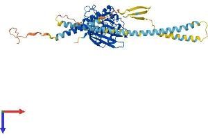 AlphaFold protein structure predicition of Mouse Recombinant Fibcd1 Protein, UniprotID A2AV25
