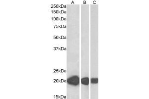 ABIN5884489 (0. (CSRP3 anticorps)