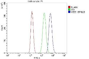 Flow Cytometry analysis of A549 cells using anti-WEE1 antibody (ABIN7599944). (WEE1 anticorps  (AA 13-581))