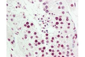 Anti-COUP-TFII / NR2F2 antibody IHC staining of human testis. (NR2F2 anticorps  (AA 1-30))