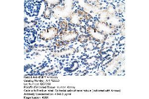 Human kidney (BMP7 anticorps  (N-Term))