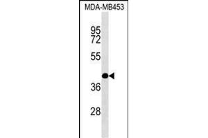 SHF Antibody (C-term) (ABIN1537238 and ABIN2849299) western blot analysis in MDA-M cell line lysates (35 μg/lane). (SHF anticorps  (C-Term))