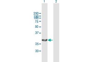 Western Blot analysis of PSME1 expression in transfected 293T cell line by PSME1 MaxPab polyclonal antibody.