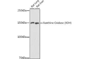 Western blot analysis of extracts of various cell lines, using Xanthine Oxidase (XDH) antibody (ABIN6130807, ABIN6150286, ABIN6150287 and ABIN6216896) at 1:1000 dilution. (XDH anticorps  (AA 1-280))