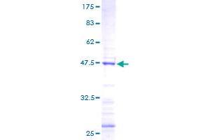 Fibroblast Growth Factor 18 (FGF18) (AA 29-207) protein (GST tag)