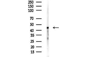 Western blot analysis of lysates from Mouse liver, using UP Antibody at 1/1000 dilution.