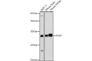 Western blot analysis of extracts of various cell lines, using PHD3 antibody (ABIN6130355, ABIN6139990, ABIN6139991 and ABIN6224021) at 1:1000 dilution. (EGLN3 anticorps  (AA 1-120))