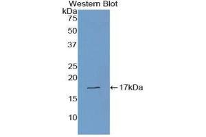 Western Blotting (WB) image for anti-Transthyretin (TTR) (AA 21-147) antibody (ABIN1078613) (TTR anticorps  (AA 21-147))