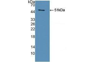 Detection of Recombinant legumain, Human using Polyclonal Antibody to Legumain (LGMN) (LGMN anticorps  (AA 18-433))