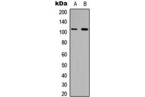 Western blot analysis of Collagen 6 alpha 1 expression in HeLa (A), H9C2 (B) whole cell lysates. (COL6A1 anticorps  (Center))