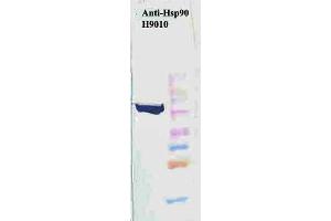 Western Blot analysis of Human HeLa cell lysates showing detection of Hsp90 protein using Mouse Anti-Hsp90 Monoclonal Antibody, Clone H9010 . (HSP90 anticorps  (APC))