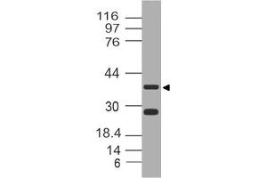 Image no. 1 for anti-Leucine-Rich alpha-2 Glycoprotein 1 (LRG1) (AA 130-340) antibody (ABIN5027335) (LRG1 anticorps  (AA 130-340))