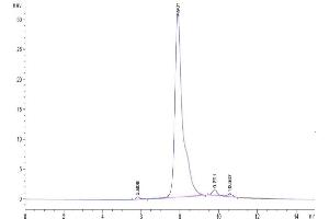 The purity of Cynomolgus CRP is greater than 95 % as determined by SEC-HPLC.