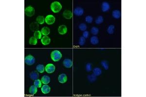 Immunofluorescence staining of U937 cells using anti-CD131 antibody BION-1. (Recombinant CD131 anticorps)