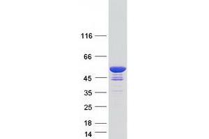 Validation with Western Blot (GAS7 Protein (Transcript Variant B) (Myc-DYKDDDDK Tag))