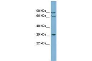 Image no. 1 for anti-CutC Copper Transporter Homolog (CUTC) (AA 179-228) antibody (ABIN6741896) (CUTC anticorps  (AA 179-228))
