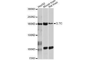 Western blot analysis of extracts of various cell lines, using CLTC antibody. (Clathrin Heavy Chain (CLTC) anticorps)