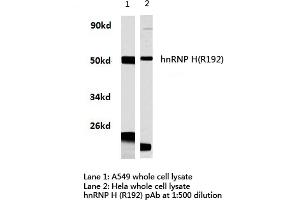 Western blot (WB) analysis of hnRNP H antibody in extracts from hela and A549 cells. (HNRNPH1 anticorps)