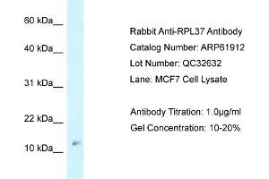 Western Blotting (WB) image for anti-Ribosomal Protein L37 (RPL37) (Middle Region) antibody (ABIN2774327) (RPL37 anticorps  (Middle Region))