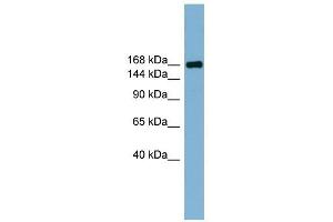 PARD3 antibody used at 1 ug/ml to detect target protein.