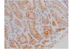 ABIN6267496 at 1/200 staining Human kidney tissue sections by IHC-P. (SNCA anticorps  (pSer129))