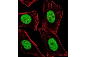 Immunofluorescent analysis of 4 % paraformaldehyde-fixed, 0.