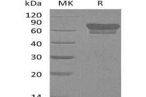 Western Blotting (WB) image for Programmed Cell Death 1 (PDCD1) (Active) protein (Fc Tag) (ABIN7320786)
