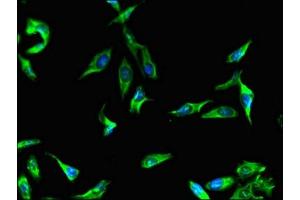 Immunofluorescent analysis of Hela cells using ABIN7165997 at dilution of 1:100 and Alexa Fluor 488-congugated AffiniPure Goat Anti-Rabbit IgG(H+L)