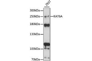 Western blot analysis of extracts of 293T cells, using KAT6A antibody (ABIN6293373) at 1:1000 dilution. (MYST3 anticorps)