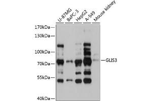 Western blot analysis of extracts of various cell lines, using GLIS3 antibody  at 1:3000 dilution. (GLIS3 anticorps  (AA 606-775))
