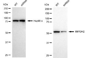 Western blotting analysis using IMPDH2 antibody (ABIN7799023). (Recombinant IMPDH2 anticorps)