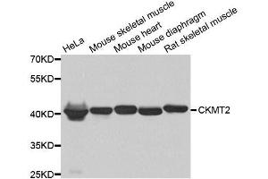 Western blot analysis of extracts of various cell lines, using CKMT2 antibody. (CKMT2 anticorps  (AA 40-230))