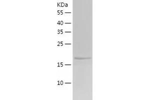 Western Blotting (WB) image for Phosphatidylethanolamine Binding Protein 1 (PEBP1) (AA 1-187) protein (His tag) (ABIN7124400) (PEBP1 Protein (AA 1-187) (His tag))