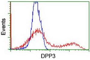 Image no. 2 for anti-Dipeptidyl-Peptidase 3 (DPP3) antibody (ABIN1497827) (DPP3 anticorps)