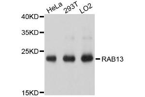 Western blot analysis of extracts of various cell lines, using RAB13 antibody. (RAB13 anticorps  (AA 1-203))