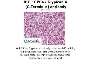 Image no. 2 for anti-Glypican 4 (GPC4) (C-Term) antibody (ABIN1734867) (GPC4 anticorps  (C-Term))
