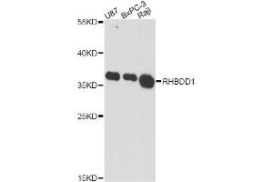 Western blot analysis of extracts of various cell lines, using RHBDD1 antibody. (RHBDD1 anticorps)