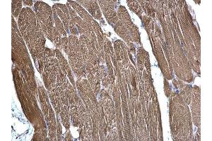 IHC-P Image SDHB antibody [C2C3], C-term detects SDHB protein at mitochondria on mouse muscle by immunohistochemical analysis.