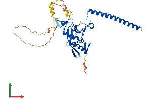 AlphaFold protein structure predicition of Mouse Recombinant Rassf4 Protein, UniprotID Q8CB96