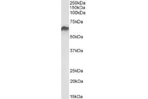 ABIN5539538 (0. (HSPD1 anticorps  (AA 333-344))