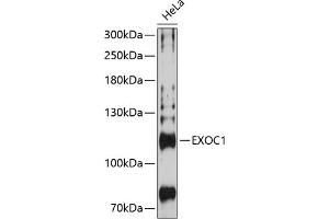 Western blot analysis of extracts of HeLa cells, using EXOC1 Antibody (ABIN6129575, ABIN6140361, ABIN6140362 and ABIN6224778) at 1:3000 dilution. (EXOC1 anticorps  (AA 645-894))