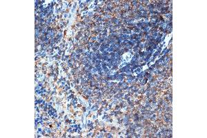 Immunohistochemistry of paraffin-embedded rat spleen using ELMO1 Rabbit mAb (ABIN7266951) at dilution of 1:100 (40x lens).