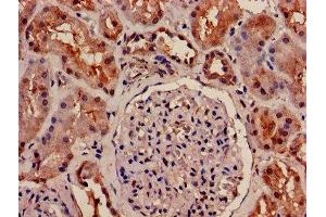 IHC image of ABIN7162378 diluted at 1:1200 and staining in paraffin-embedded human kidney tissue performed on a Leica BondTM system. (OLR1 anticorps  (AA 58-273))